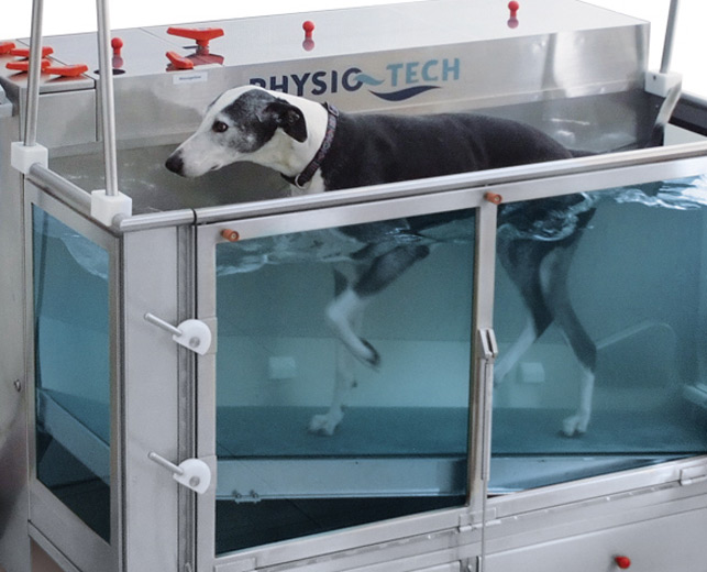 Unterwasserlaufband für Hunde aller Größen und Rassen